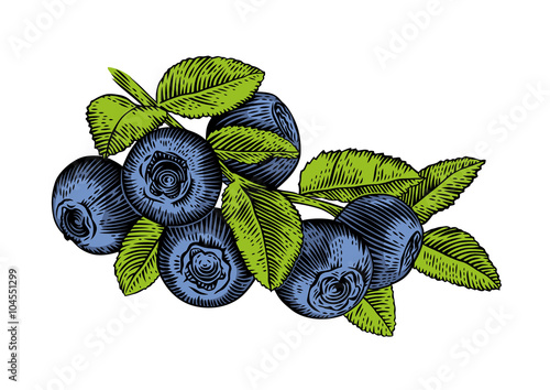 Branch of blueberry