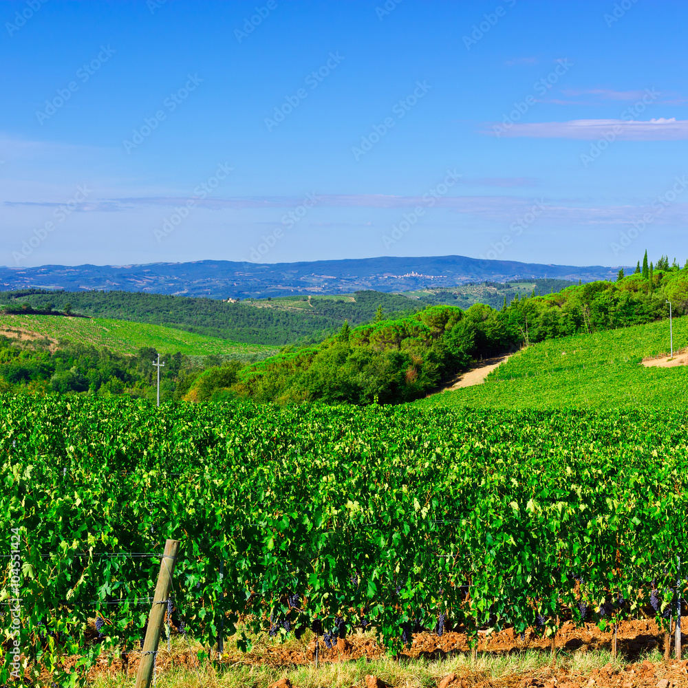 Vineyards