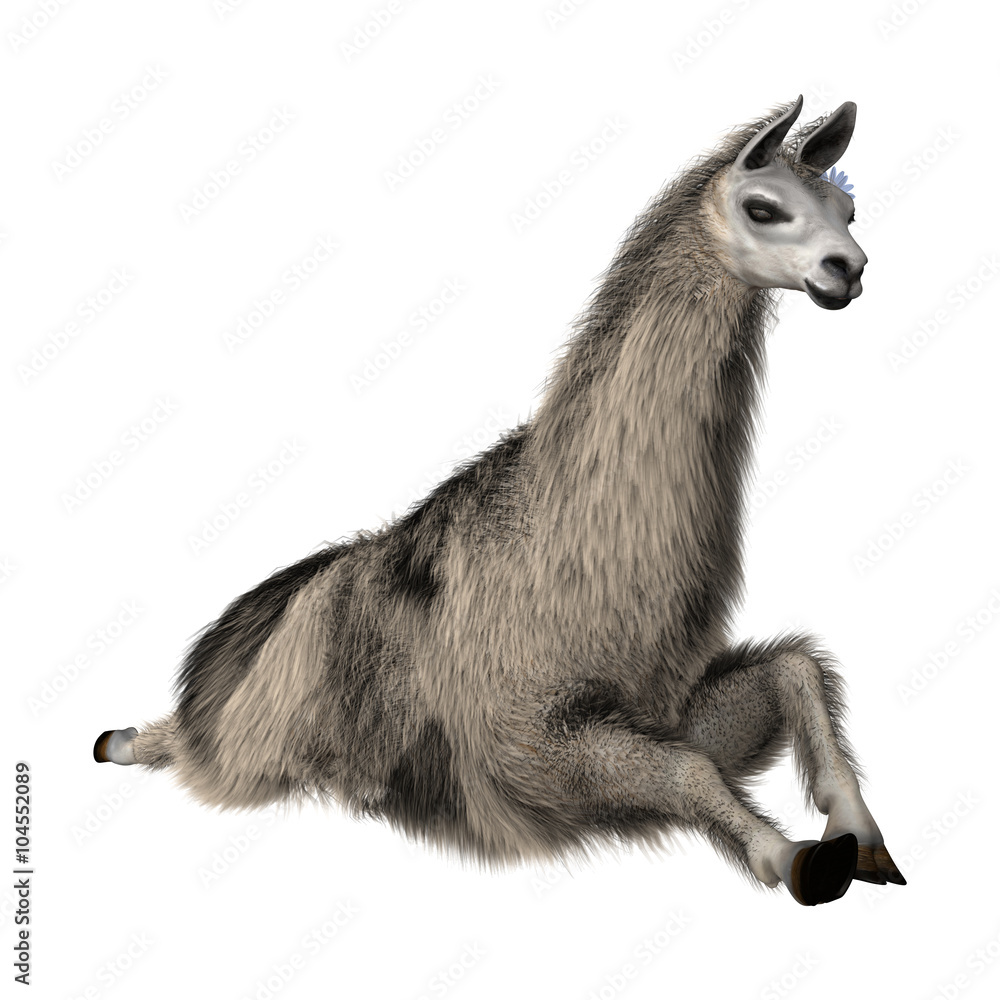 Llama or Lama on White Llama or Lama on White