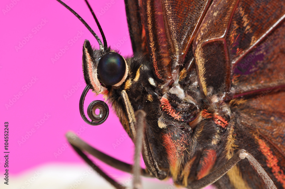 Naklejka premium Butterfly