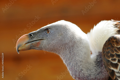 Vulture photo