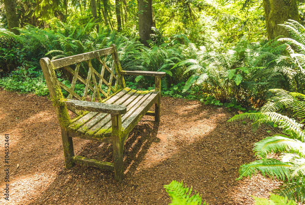 a old wooden bench in the beautiful botanical garden with sunlight. a old wooden bench in the beautiful botanical garden with sunlight.