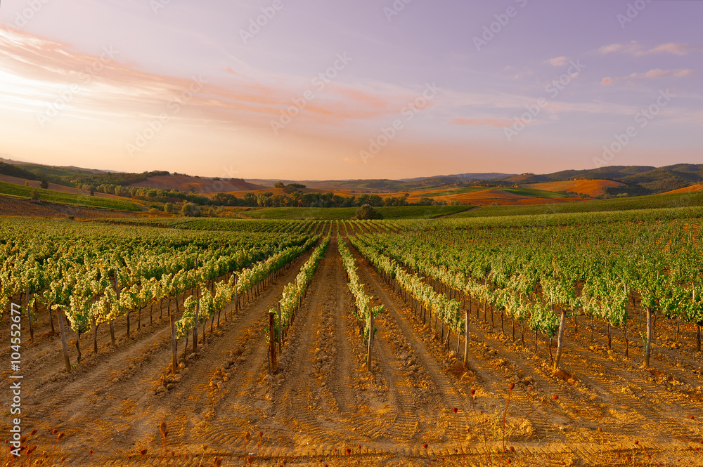 Vineyards at Sunset Vineyards at Sunset
