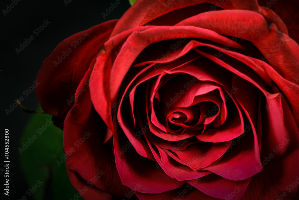 Rose, close-up, macro. Rose, close-up, macro.