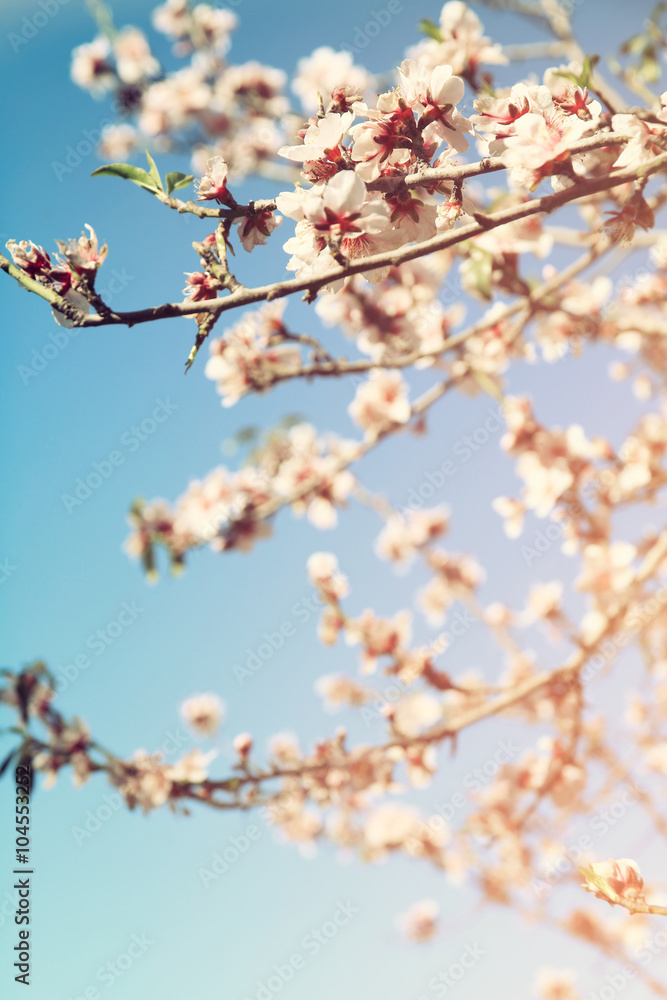 abstract dreamy and blurred image of spring white cherry blossoms tree. selective focus. vintage filtered
abstract dreamy and blurred image of spring white cherry blossoms tree. selective focus. vintage filtered