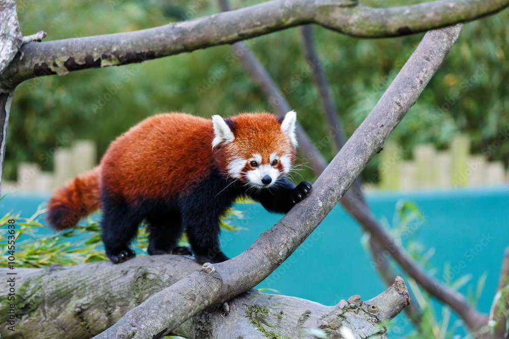 Fototapeta premium Cute red panda