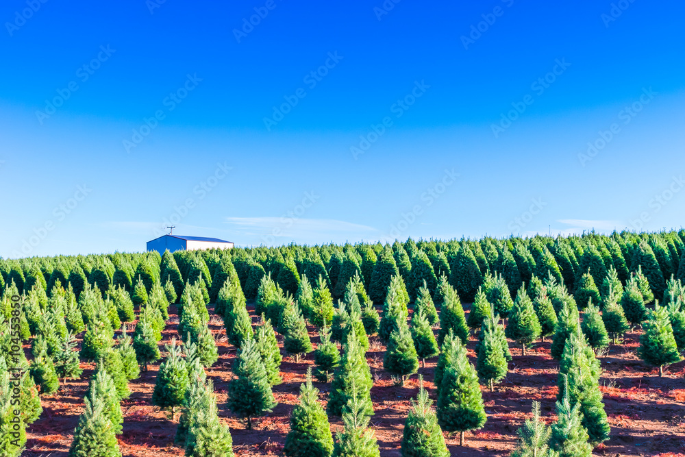 christmas trees on the red ground in the farm ,country side.