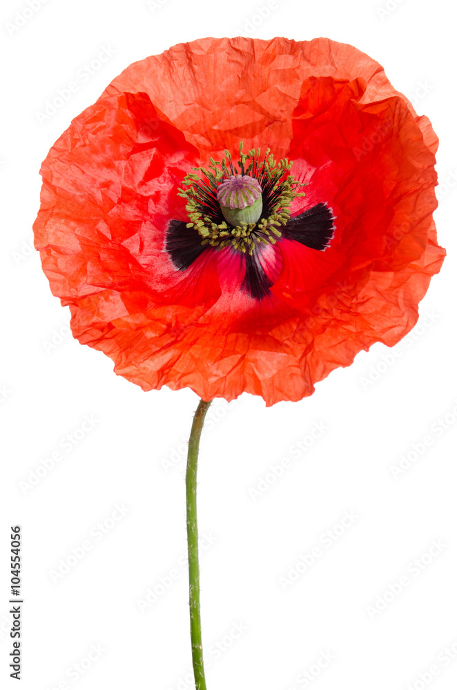 single red poppy isolated on white single red poppy isolated on white