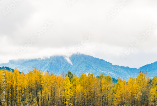 autumn forest on cloudy day in Washington state USA.