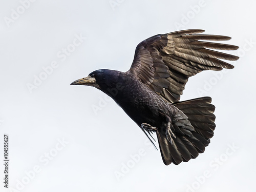 Flying crow © Ocskay Bence