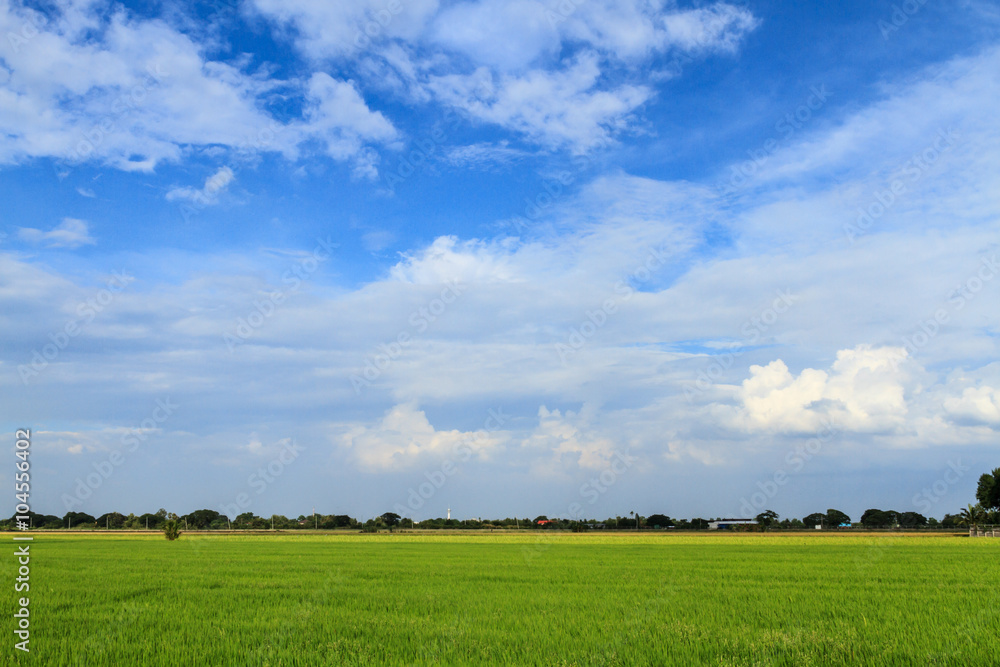 Rice field with sky