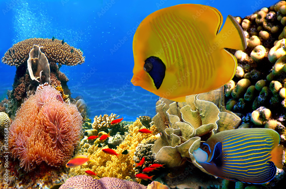 Fototapeta premium Photo of a coral colony