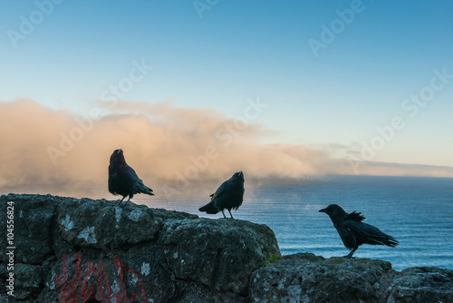 a crow on the rock with cloudy background in the morning.