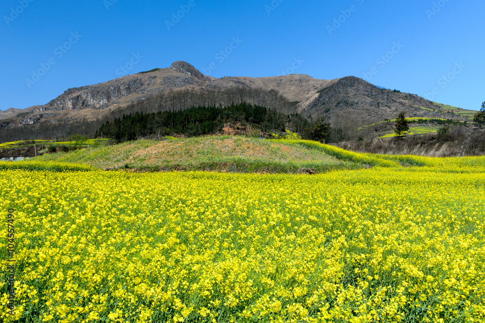 Yellow rapeseed flower field in Luoping, China