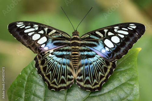 Clipper, Parthenos Sylvia Butterfly perched on a green leaf with green foliage background.