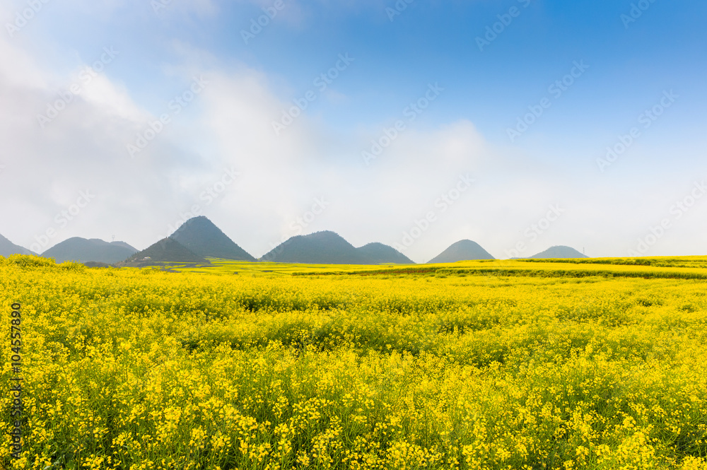 Yellow rapeseed flower field in Luoping, China
