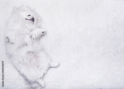 White dog lying on a white carpet.