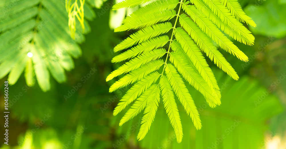 Cha-om Tree Cha-om Tree