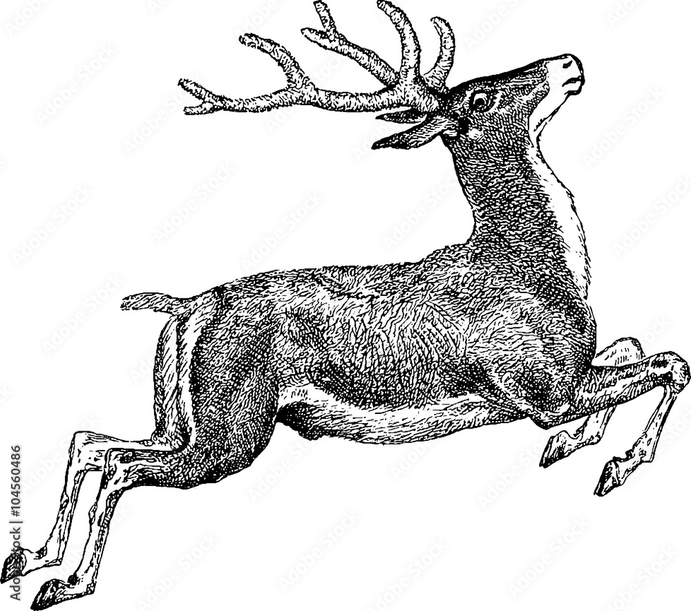 Fototapeta premium Vintage drawing deer
