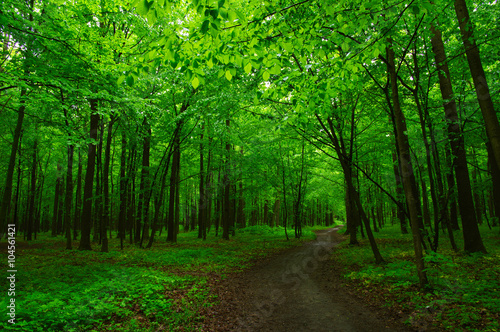 green forest