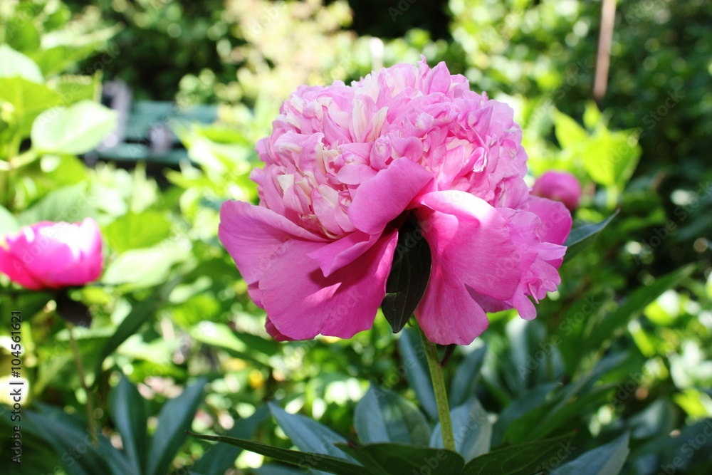 filled pink peony
