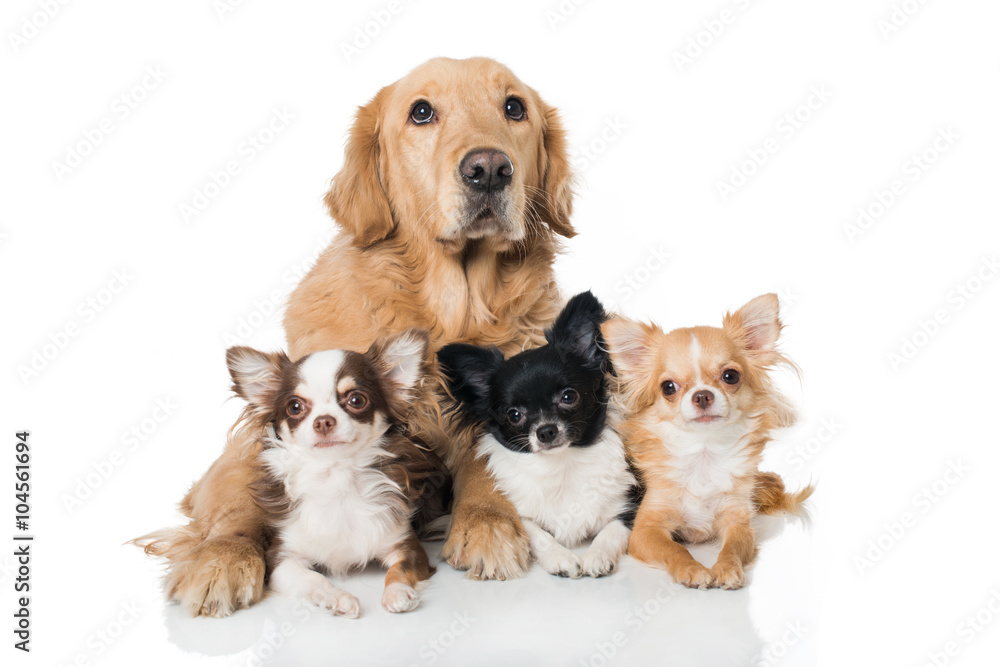 Obraz premium Retriever mit Chihuahuas