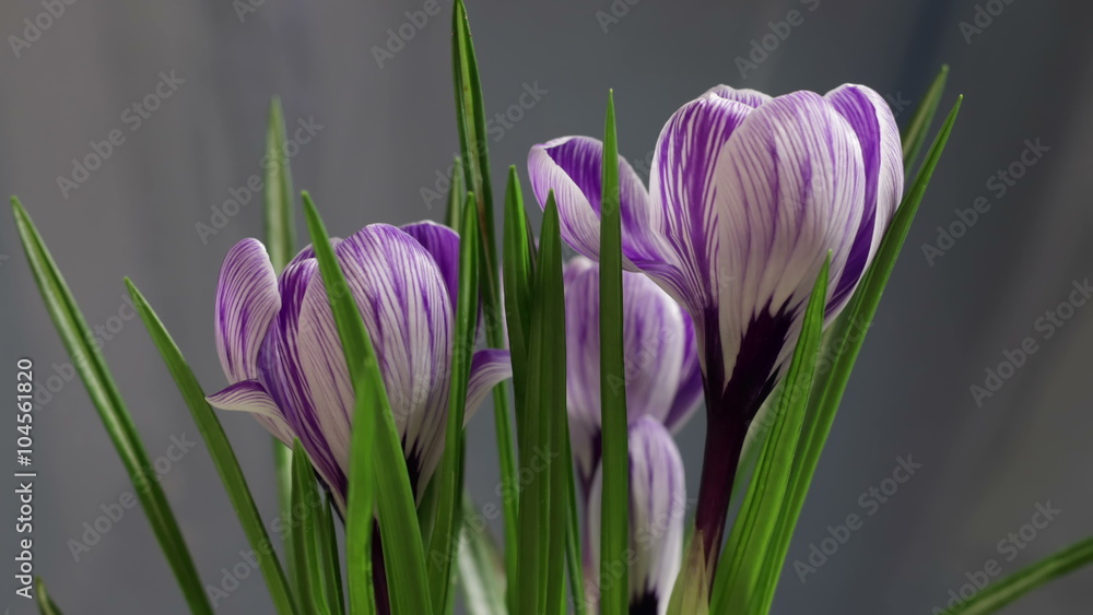 Spring Beautiful Flower Time Lapse Spring Beautiful Flower Time Lapse