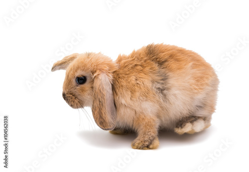 Rabbit Ram breed