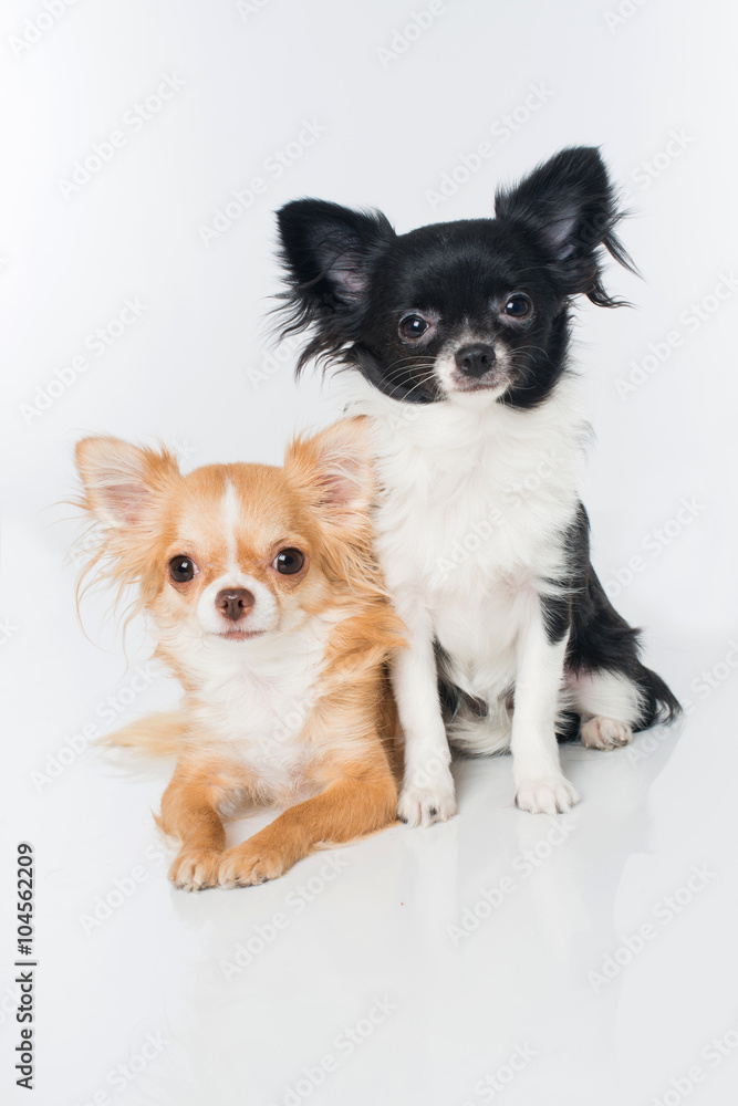 Zwei Chihuahuas
