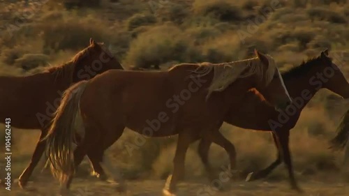 An aerial of wild horses trotting.