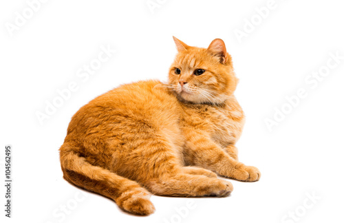 Red british male cat