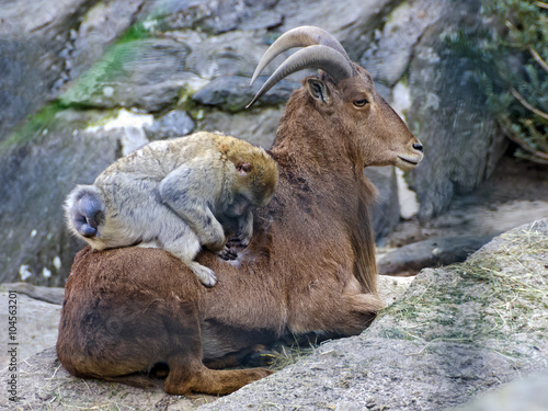 Berberaffe und Mähnenschaf photo