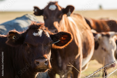 Print op canvas Cattle in field
