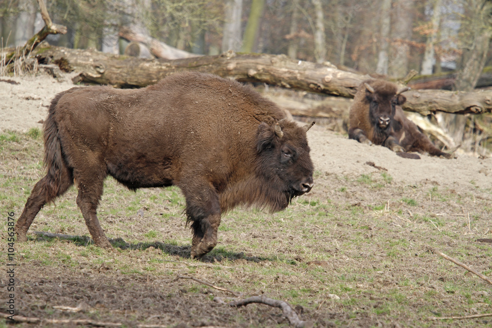 Fototapeta premium Wisente