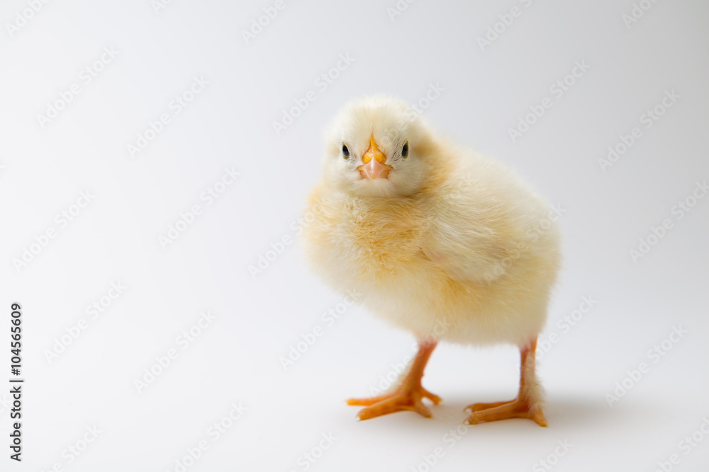 little chick in front of bright background little chick in front of bright background