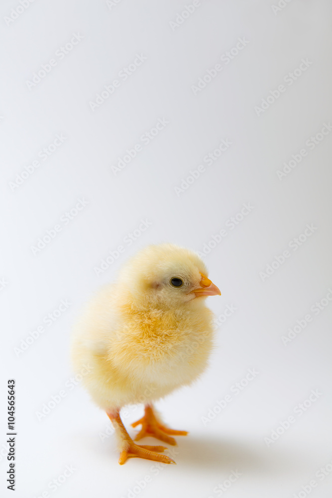 little chick in front of bright background little chick in front of bright background