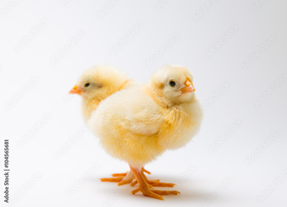 two little chick in front of bright background