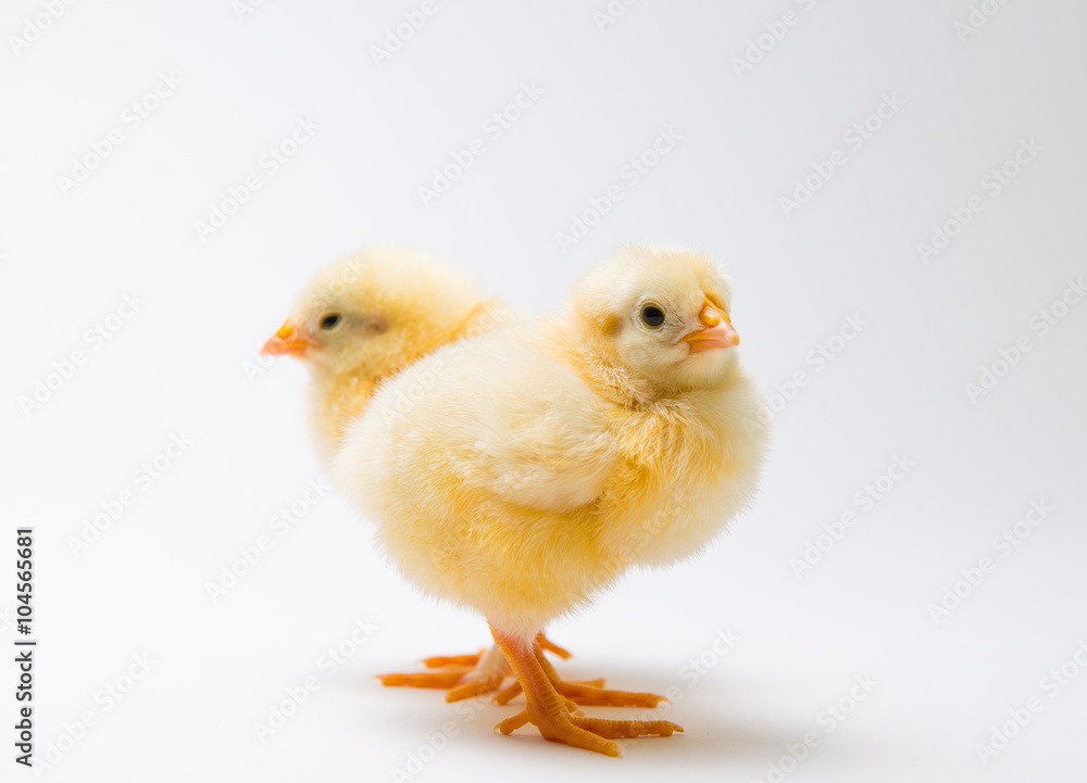 two little chick in front of bright background two little chick in front of bright background