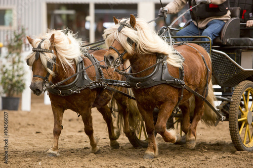 Tweespan pony aan het racen. © photoPepp