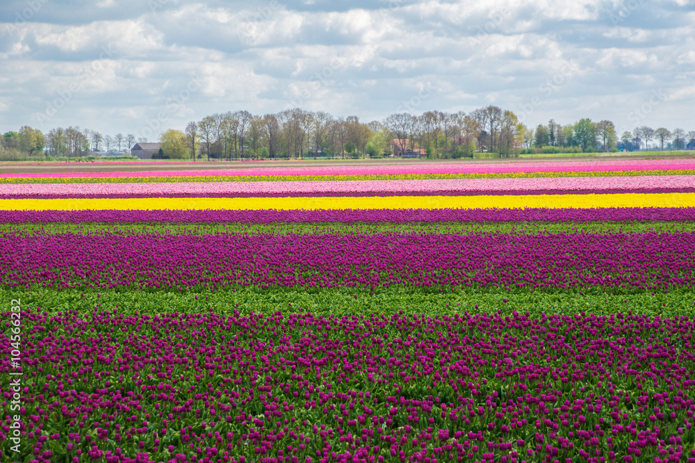 Spring tulip fields in Holland, colorful flowers in Netherlands
