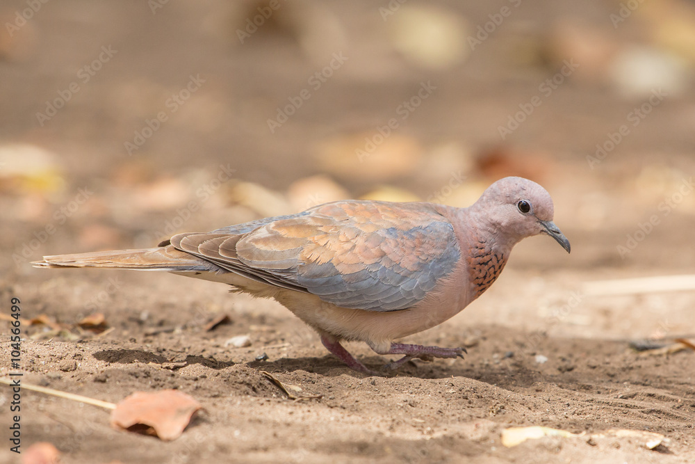 Laughing Dove (Stigmatopelia Senegalensis), Kruger National Park, South Africa
