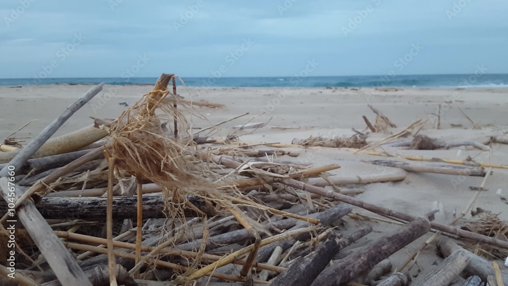 Heap of reed on the beach moved by wind