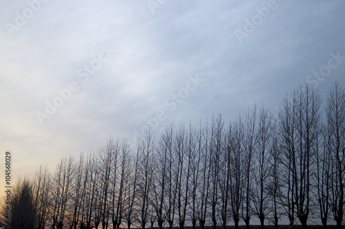 冬の並木と夕陽 © emimamo