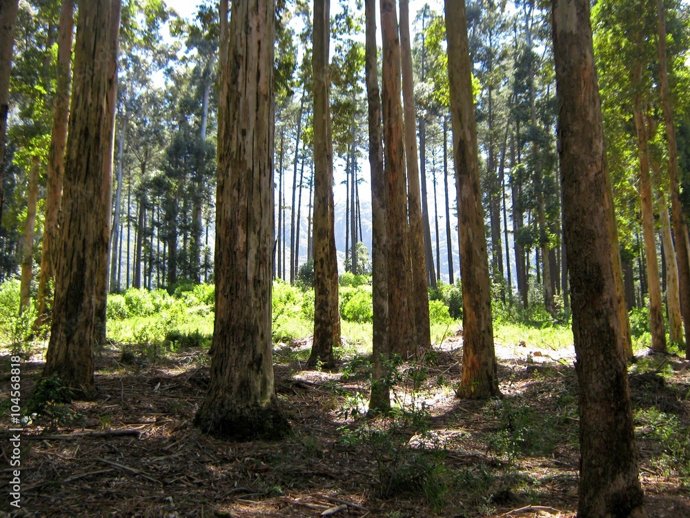 Fototapeta premium Row of trees in a green forest in Cape Town South Africa