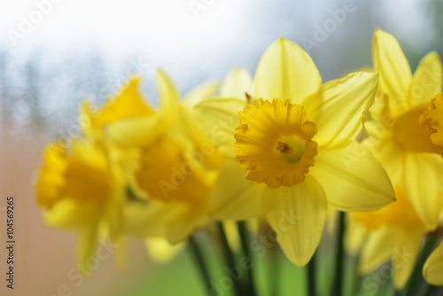 Flowers - Daffodil, Jonquil