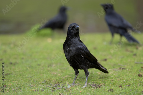 Carrion Crow © Maciej Olszewski