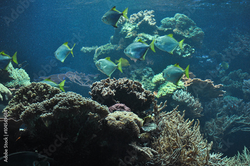 Tropical fish underwater