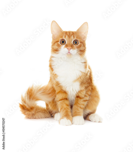 ginger cat in full length