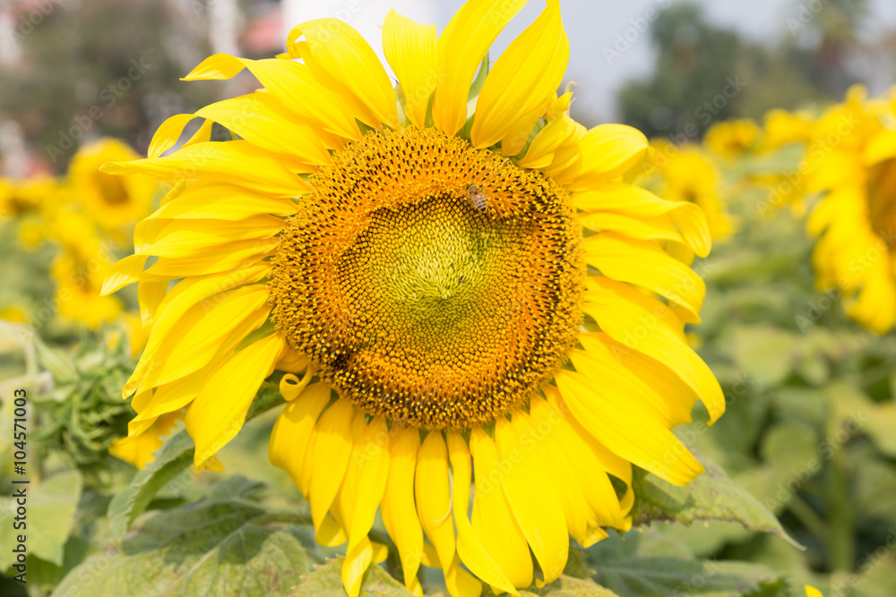Obraz premium sunflower field in agriculture farm