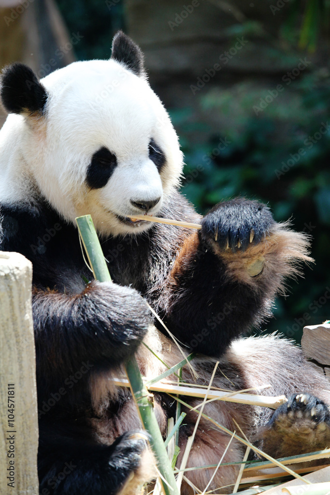 Naklejka premium Panda bear eating bamboo